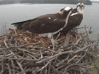 1. Osprey Nest 2016